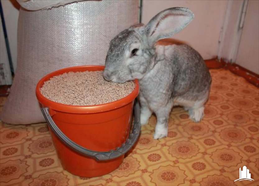 Комбикорм для кроликов, купить в Минске с Доставкой - фото 1