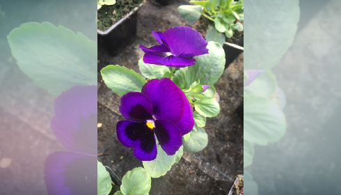 ����� (������� ������)