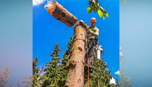 Спилить аварийное дерево. Удаление и обрезка деревьев